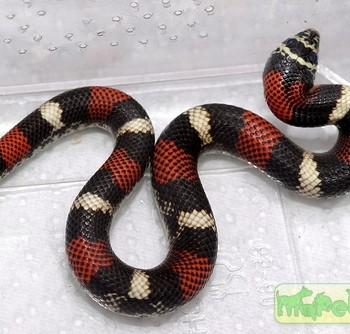 Lystrophis pulcher
