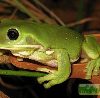 Litoria caerulea