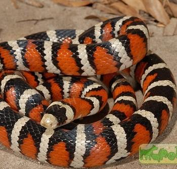 Lampropeltis pyromelana knoblochi