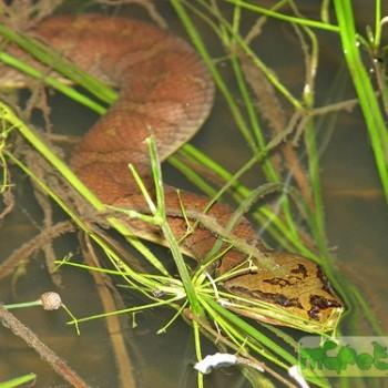 Homalopsis buccata