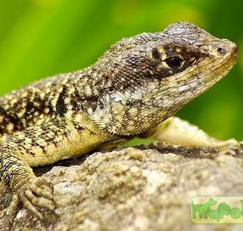 Tropidurus torquatus