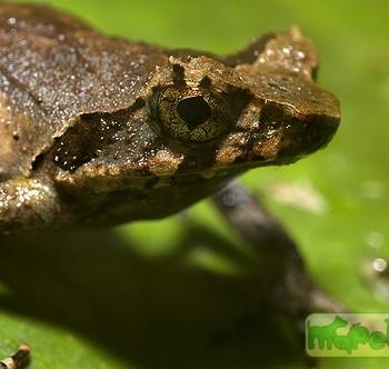 Xenophrys longipes