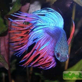 Betta splendens