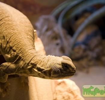 Uromastyx hardwickii