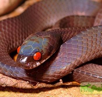 Asthenodipsas vertebralis