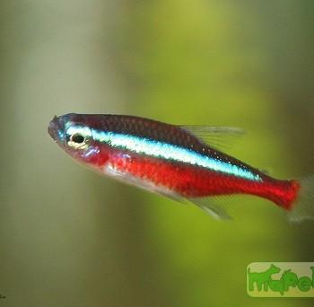 Cheirodon axelrodi