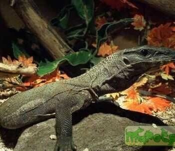 Varanus rudicollis