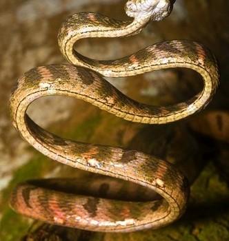 Boiga drapiezii