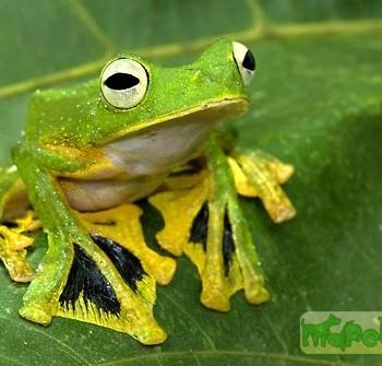 Rhacophorus nigropalmatus