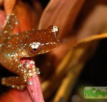 Nyctixalus pictus