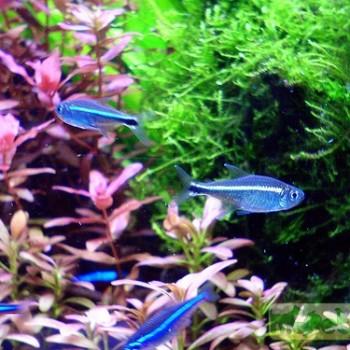 Hemigrammus armstrongi