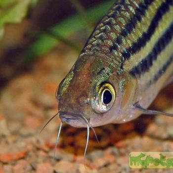 Puntius lineatus