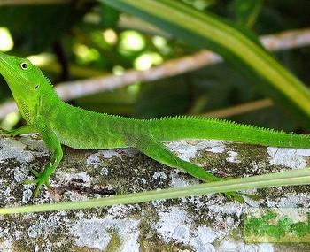 Anolis garmani