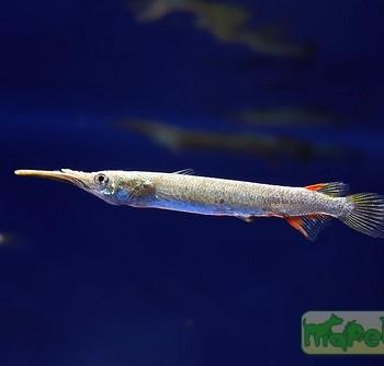 Dermogenys pusillus