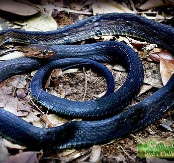 Elaphe flavolineata