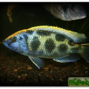 Haplochromis venustus