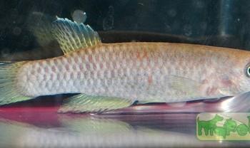 Epiplatys chaperi