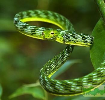 Ahaetulla mycterizans