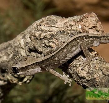 Gekko vittatus