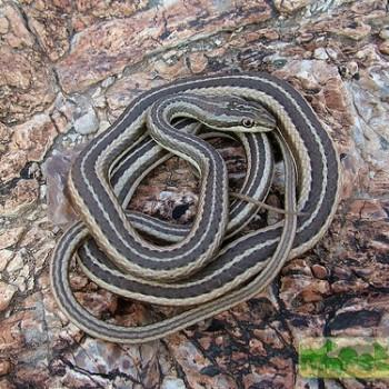 Psammophis schokari