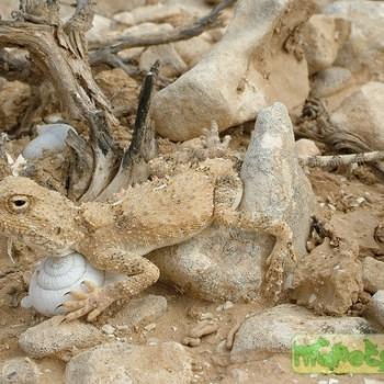 Trapelus pallidus