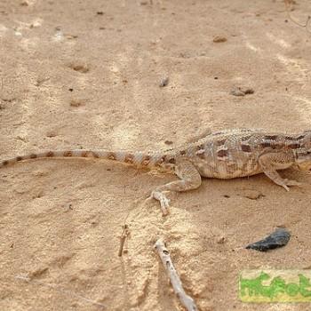 Trapelus savignii