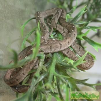 Dasypeltis medici