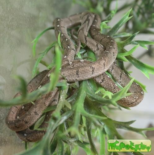 Dasypeltis medici