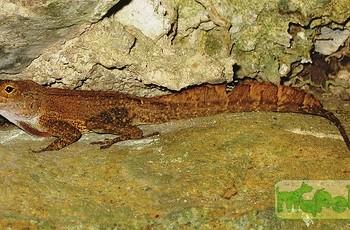 Anolis cristatellus
