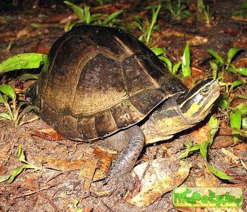 Cuora amboinensis