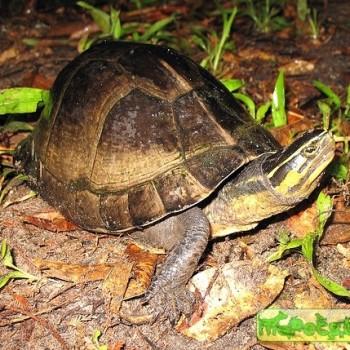 Cuora amboinensis
