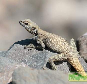 Laudakia nupta