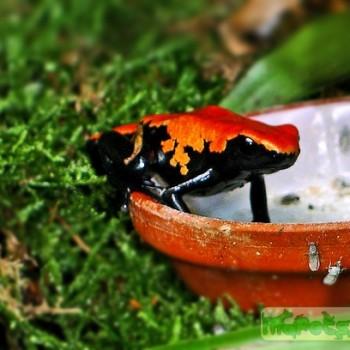 Dendrobates galactonotus