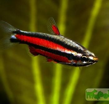 Nannostomus trifasciatus