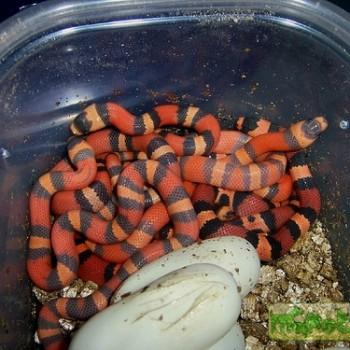 Lampropeltis triangulum hondurensis