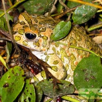 Bufo viridis
