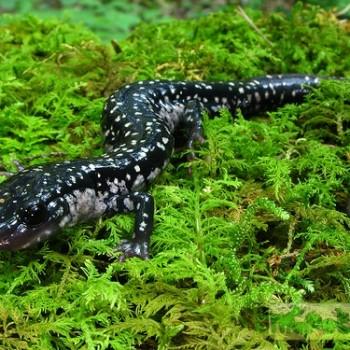 Plethodon glutinosus