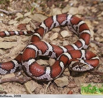 Lampropeltis triangulum syspila