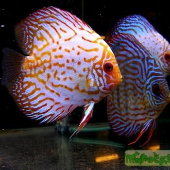 Symphysodon discus