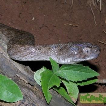 Madagascarophis colubrinus