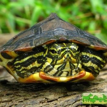 Trachemys scripta