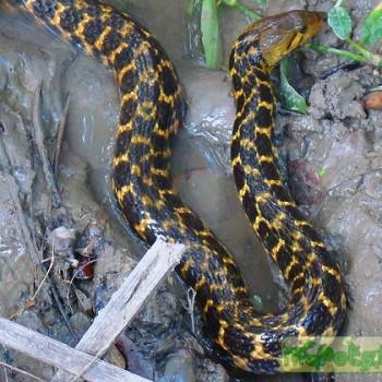 Xenochrophis piscator