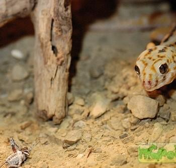 Teratoscincus scincus