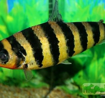 Leporinus fasciatus