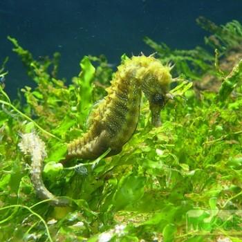 Hippocampus guttulatus