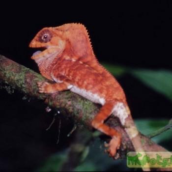 Corytophanes cristatus