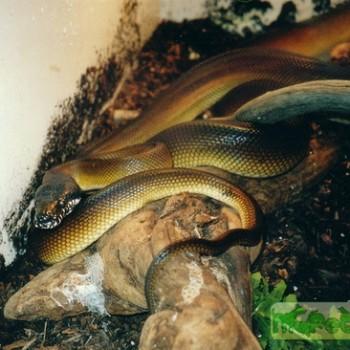 Leiopython albertisii