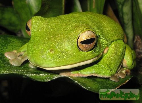 Litoria infrafrenata