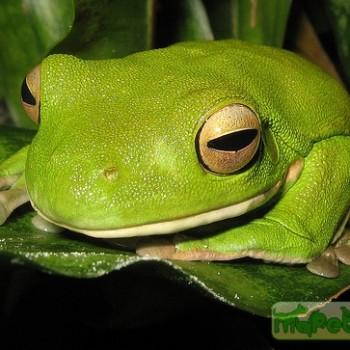 Litoria infrafrenata