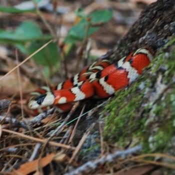 Lampropeltis pyromelana woodini